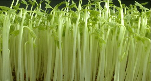 學(xué)會(huì)這6種家庭陽臺(tái)蔬菜種植方法，陽臺(tái)秒變小菜園